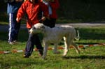 IMG_8716 Tullamore Cup 08