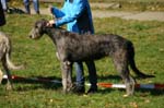 IMG_8738 Tullamore Cup 08