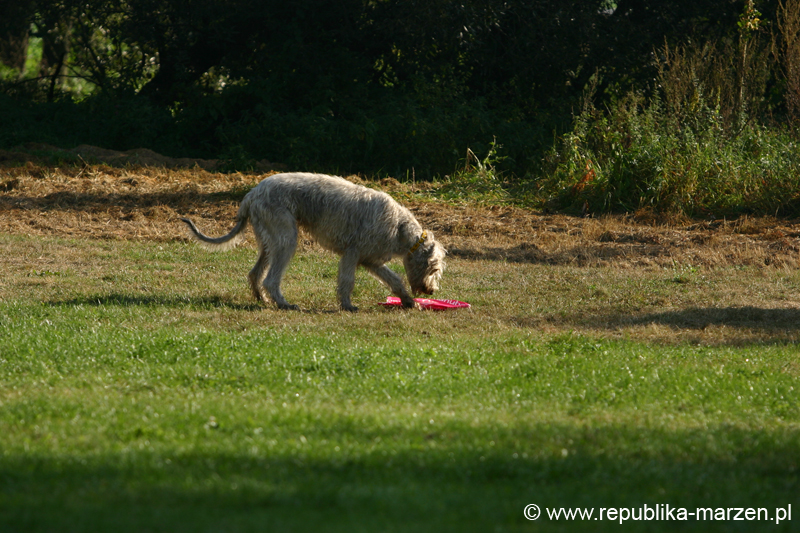 TullamoreCup09_1056