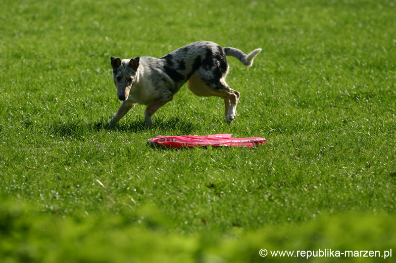 TullamoreCup09_1194