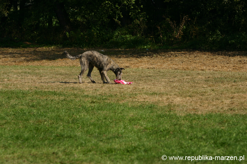 TullamoreCup09_1247