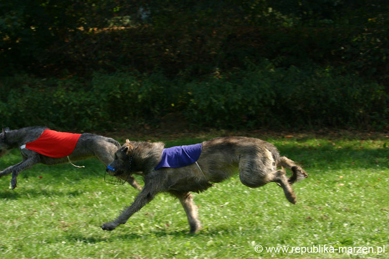 TullamoreCup09_1313
