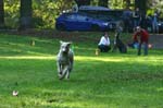TullamoreCup09_1041
