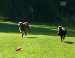 TullamoreCup09_1127