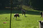 TullamoreCup09_1147