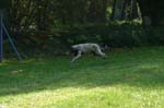 TullamoreCup09_1242