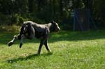 TullamoreCup09_1254