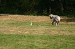 TullamoreCup09_1266