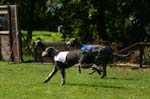 TullamoreCup09_1283