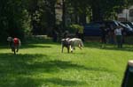 TullamoreCup09_1311