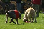 TullamoreCup09_1320