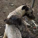 Wichrowe Zauroczenie 36